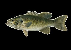 smallmouth bass, fish, animal